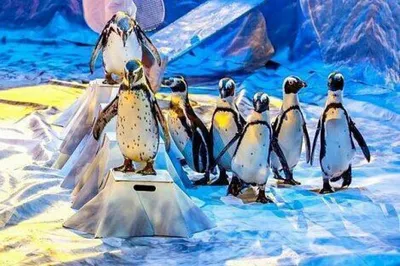 Рико Пингвин Toy Character Form Пингвинов Мадагаскара Анимации — стоковые  фотографии и другие картинки 2015 - iStock