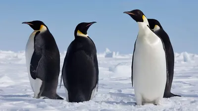 Ученые восстановили полную эволюционную историю пингвинов