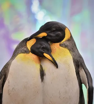 Виды пингвинов | Пикабу