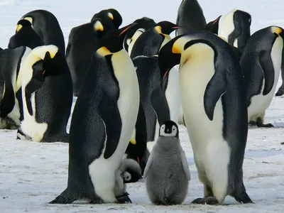 Фото овдовевших пингвинов, утешающих друг друга, выиграло международную  премию - 23.12.2020, Sputnik Казахстан