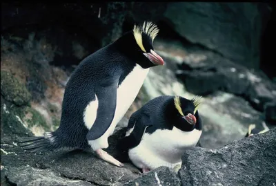Пингвины на Аляске Мороз, северное …» — создано в Шедевруме
