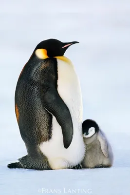 Численность императорских пингвинов в Антарктиде неожиданно выросла |  Экология | ERR