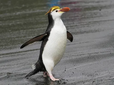 Король пингвинов, 2012 — описание, интересные факты — Кинопоиск
