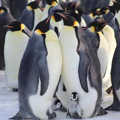 Вымирающие пингвины бросают свои яйца ради выживания вида