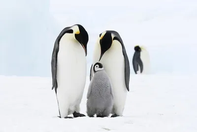 Картинки пингвинов - 76 фото