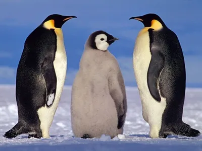 Где живут пингвины: места обитания