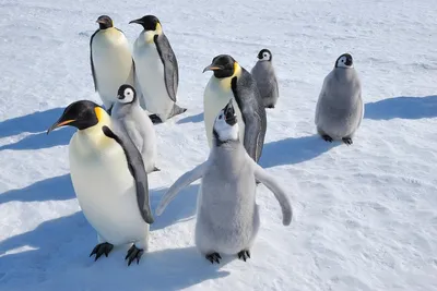 Ученые предупредили о риске вымирания императорских пингвинов | Ямал-Медиа