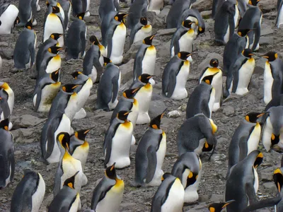 Пингвин – это звучит гордо! Что надо знать о гордых птицах Антарктики |  Time Out | Дзен