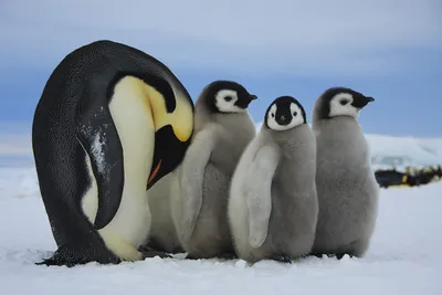 Все виды пингвинов в одной статье! Полюбуйтесь на этих уникальных птиц |  Восемь лап! | Дзен