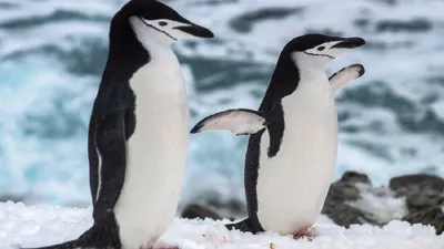 Птенцы императорских пингвинов гибнут из-за таяния льдов в Антарктиде |  Октагон.Медиа