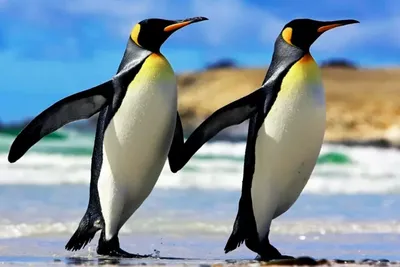 Почему пингвины не летают | Вокруг Света