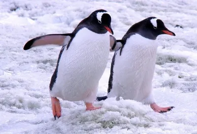 Пингвины могут обладать интеллектом - ученые провели невероятный  эксперимент, детали | РБК Украина