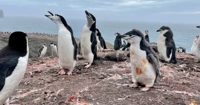 Набор фигурок Masai Mara Мир морских животных Семья пингвинов 5 предметов  ММ203-002 купить по цене 1381 ₽ в интернет-магазине Детский мир