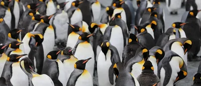 Отмечаем Всемирный день пингвинов - Фонд \"Стат.АП\"