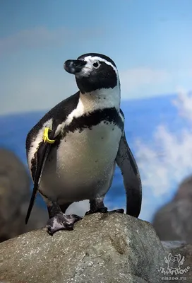 Спутник показал, что в Антарктике императорских пингвинов на 20% больше,  чем считалось. Это и хорошо, и плохо
