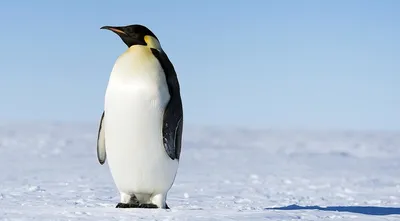 В Антарктиде массово гибнут пингвины | Природа | Общество | Аргументы и  Факты