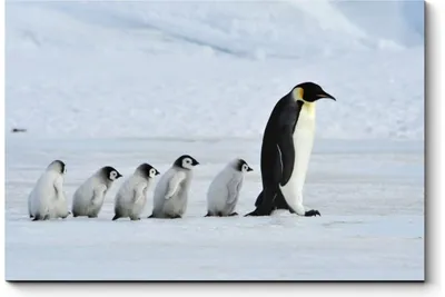 Тысячи пингвинов погибли из-за таяния льдов Антарктики