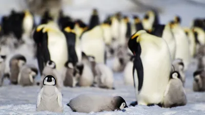 Исследователи сошли с ума в окружении пингвинов, потому что те какали  веселящим газом