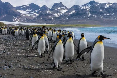Императорские пингвины в четырех колониях в море Беллинсгаузена потеряли  всех птенцов в 2022 году. Виной всему масштабное и преждевременное таяние  морского льда