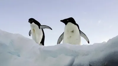 Пингвинам катастрофически не хватает морского льда | Euronews