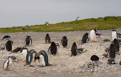 В Национальном антарктическом центре Украины развеяли миф, что полярники  переворачивают пингвинов