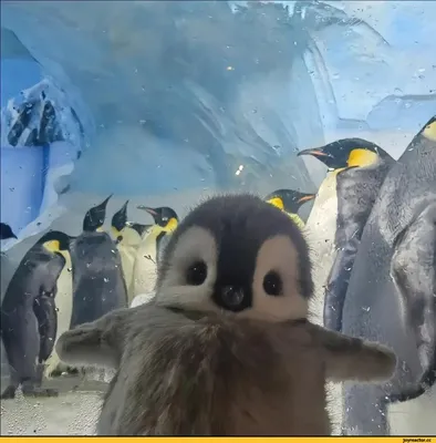 Пингвины прикольные