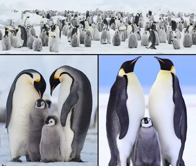 Фотография Смешные Пингвины пингвин в костюме