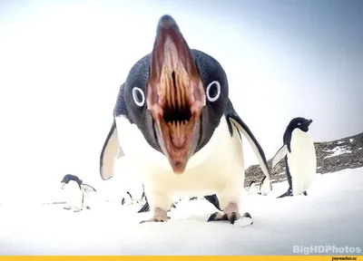 Нежные, смешные, красочные фотографии пингвинов