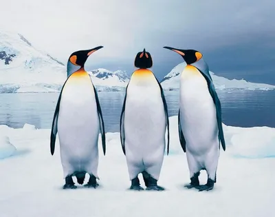 смешные пингвины стоковое изображение. изображение насчитывающей счастливо  - 47793651