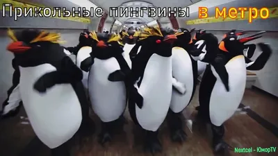 Эти забавные пингвины. | Мой волшебный мир | Дзен