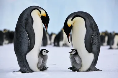 Пингвины короля - смешные цыпленоки Стоковое Фото - изображение  насчитывающей клюв, ковыляющий: 26683690