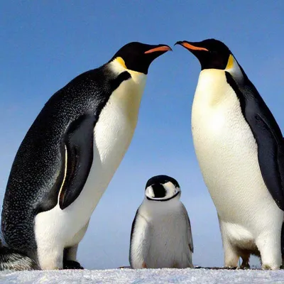 Penguins by freeminds on DeviantArt | Пингвины, Милые рисунки, Пингвинята