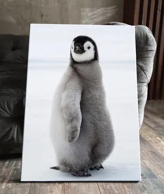 А вы знали, что в Африке живут пингвины? | Пикабу
