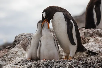 Эти смешные пингвины | Фотосайт СуперСнимки.Ру