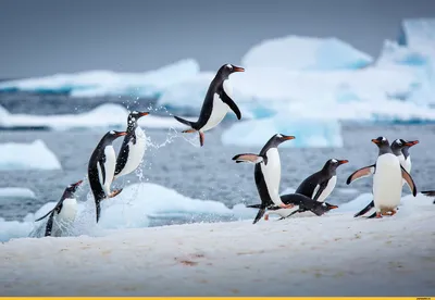 Милые пингвины» — создано в Шедевруме