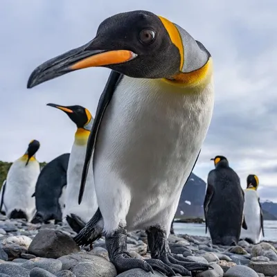 Пингвины на милых фото полярников с Академика Вернадского | РБК Украина