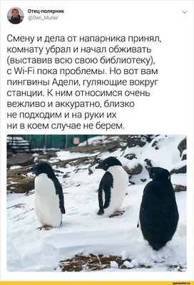 Приколы про пингвинов (30 фото)
