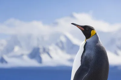 Интересные факты о Императорских Пингвинах | ANIMAL HABITAT | Дзен