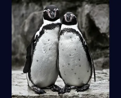 веселые пингвины, черный и белый, животное, смешной png | Klipartz
