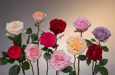 Купить Пионовидные розы Окуе | UFL