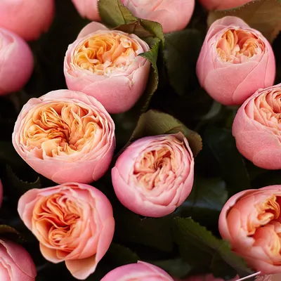 Купить пионовидные розы в Алматы недорого с доставкой. Заказать по низкой  цене в «ZakazBuketov»