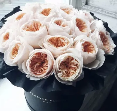 Что за цветы – пионовидные розы? Сорта и особенности | Roses Delivery