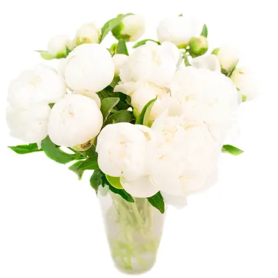 15 белых пионов за 18 290 руб. | Бесплатная доставка цветов по Москве