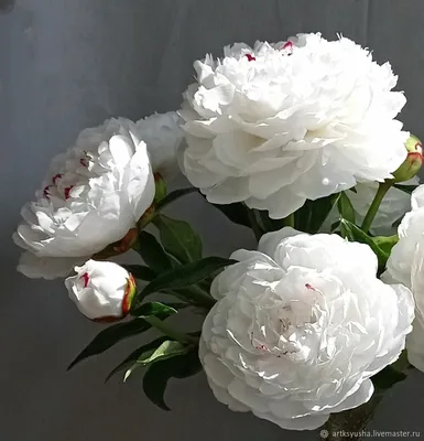 Пионы: Белые - Cool Flowers
