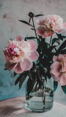Обои | Цветы | Пионы | Flower iphone wallpaper, Flowers photography,  Beautiful flowers