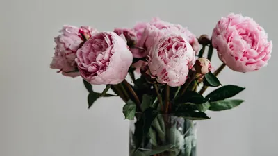 Скачать 1280x720 пионы, цветы, букет, розовый, ваза обои, картинки hd, hdv,  720p