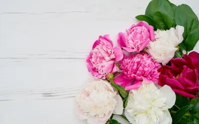Обои Цветы Пионы, обои для рабочего стола, фотографии цветы, пионы, белые,  розовые Обои для рабочего стола, скачать обои картинки заставки на рабочий  стол.