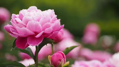 Как вырастить крупные цветы пиона | Цветы в квартире и на даче – от  Радзевской Виктории | Дзен
