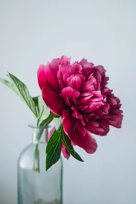 Mobile wallpaper: Pion, Flower, Peony, Vase, Flowers, Pink, Glass, 94843  download the picture for free.