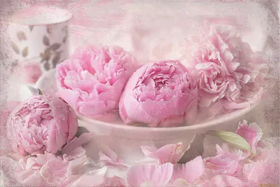 Обои Цветы Пионы, обои для рабочего стола, фотографии цветы, пионы, розовый  Обои для рабочего стола, скачать обои картинки заставки на рабочий стол.